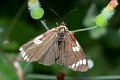 DAYFLYING MOTH (Black, White+Red Spotted)